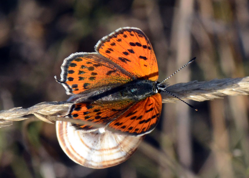 Lycaena thersamon ? - S